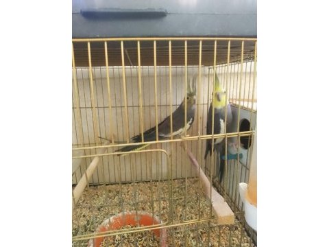Üst kalite sultan papağanı