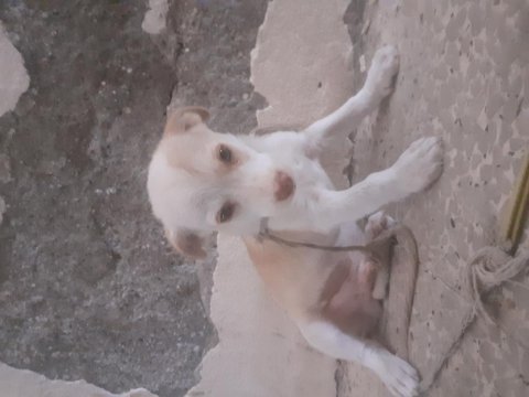 Ücretli sahiplendirilecek köpeğimiz