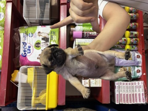 El kadar pug köpekler yeni yuvasını bekliyor