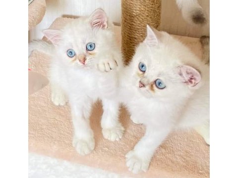 Irk garantili british shorthair yavruları