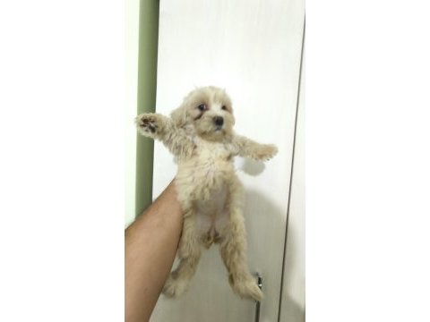 Maltipoo yavrular