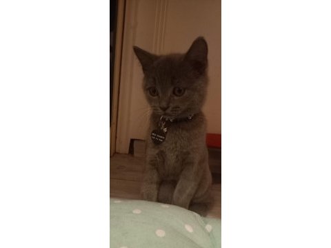5 aylık safkan kedimiz ücretlidir british