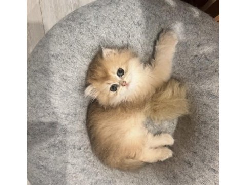 Saf kan golden british longhair (wcf kayıtlı)