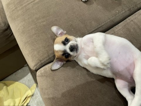 Chihuahua elma kafa 40 günlük safkan dişi yavru