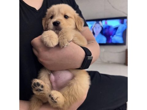 Orjinal golden retriever köpeği