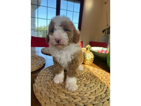Mükemmel karakterleri ile labradoodle yavrularımız