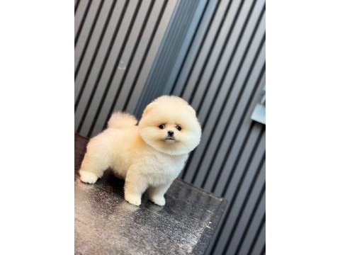Sağlık ve ırk garantili pomeranian