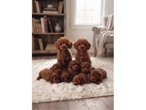 Toy poodle yavrumuz