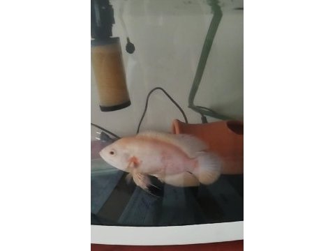 Sağlıklı albino astronot balığı 20cm
