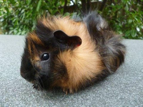 Guineapig yavrular aynı gün set halinde teslim edilir