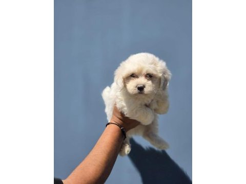 Nadir güzellikte maltese terrier yavrular