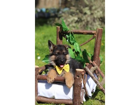 Irk ve sağlık garantili showline k9 alman kurdu yavrularımız