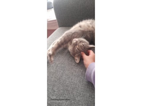 Ponçik british shorthair kızıma yeni bir yuva arıyoruz