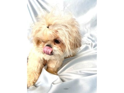 Tuvalet eğitimli shih-tzu (şitzu)