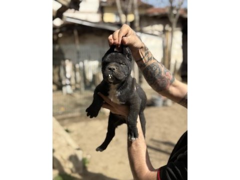 Dev anne baba dan dev cane corso yavrular