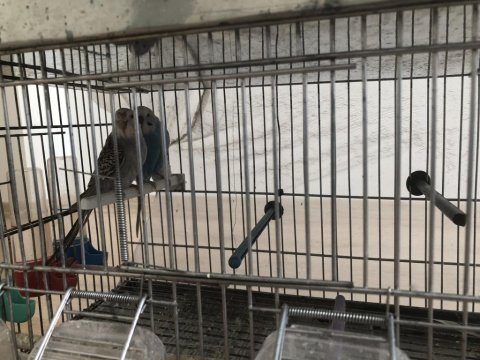Bir çift mavi muhabbet kuşu sahiplendirilecektir
