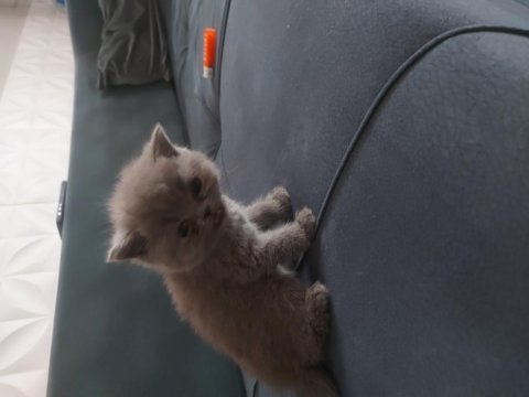 Sevimli british shorthair yavrular