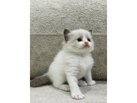 Ragdoll yavru kediler