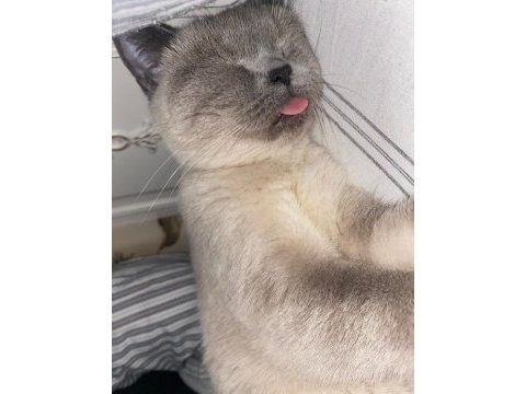 Ücretsiz sahiplendirme british shorthair kedimiz