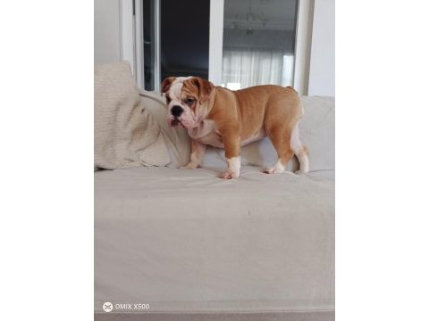 Orijinal ırk english bulldog bebeklerim