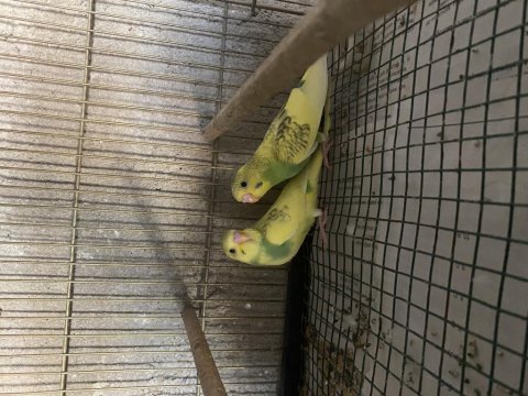 Yeni yeme düşmüş yerli muhabbet kuşu yavrular