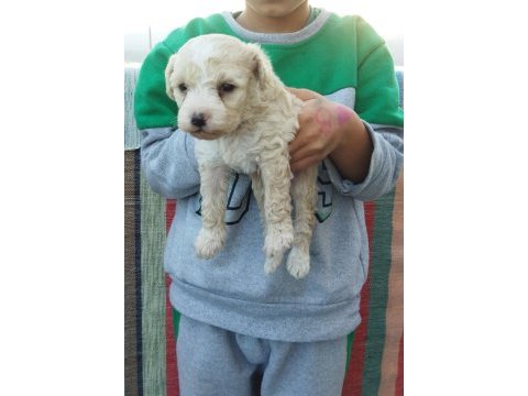 Mini boy tüy dökmeyen maltipoo yavrular