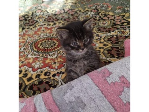 3 aylık yavru kediler