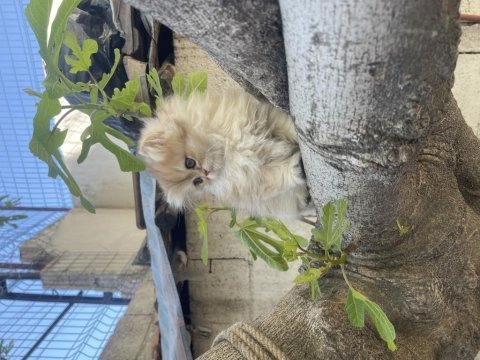 Anne baba şecereli safkan golden british longhair