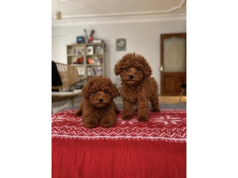 Sağlık garantili red brown toy poodle bebekler