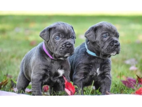Ev ve bahçeniz için cane corso kapıda ödeme mevcuttur