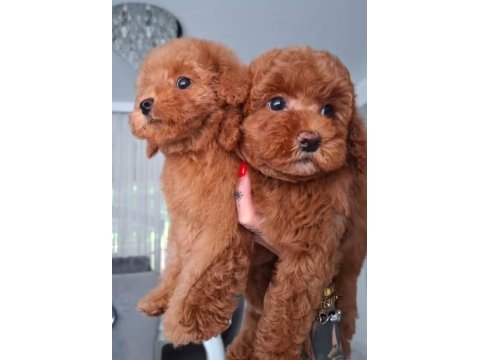 Toy poodle yavrusu