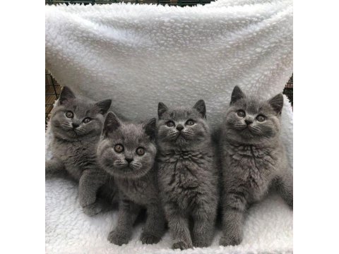 British shorthair blue ankara