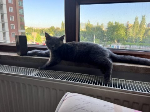 Çok cana yakın sevimli erkek british shorthair yavrular