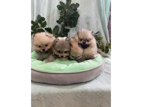Pomeranian boo yavrularımız