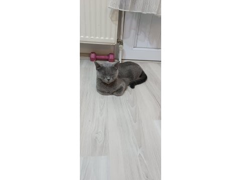 Tatlı kızımız dişi kedimiz
