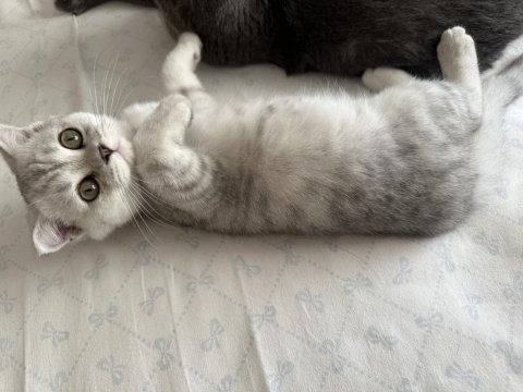 Fold iki oğlan scottish fold