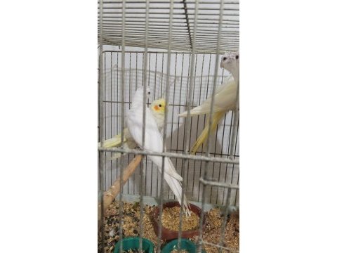 45 günlük evcil albino ve lutino sultan papağanı yavrular