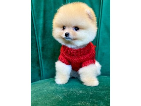 Pomeranian yavrularımız gelmiştir