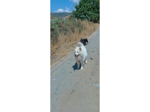 3 yaşında erkek samoyed