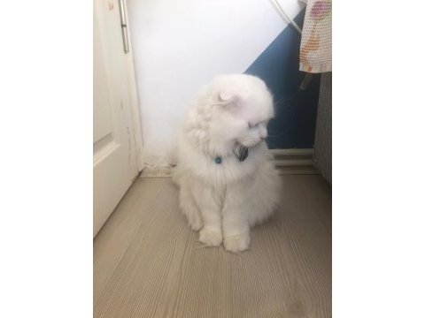Scottish fold oğlumuz buluta eş arıyoruz