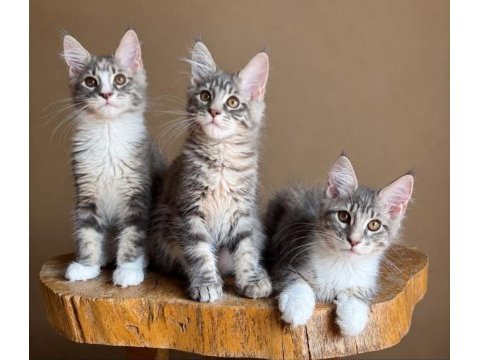 Muhteşem tipte maine coon yavruları