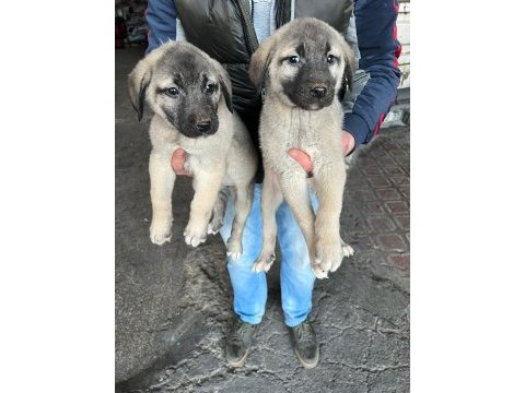 İri cüsseli kangal yavruları