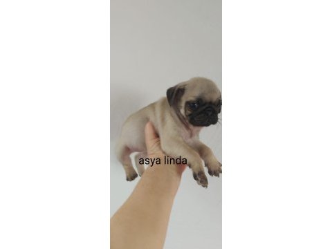 Pug mops bebekler