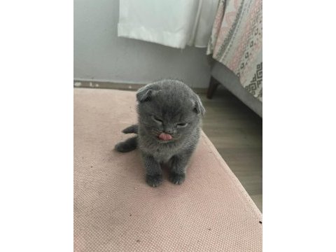British shorthair scottish fold yavruları