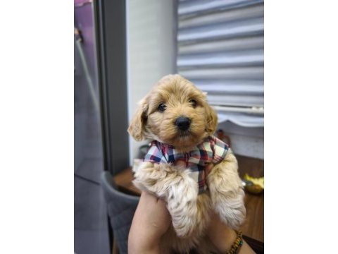 3 aylık erkek maltipoo