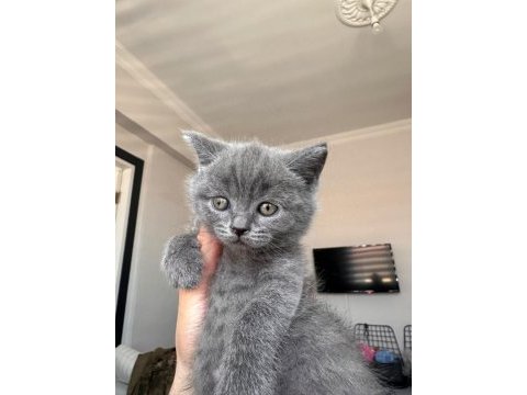 British shorthair 2 erkek ve 1 dişi yavru a kalite