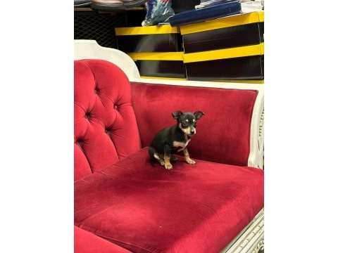 %100 ırk garantili pinscher yavruları