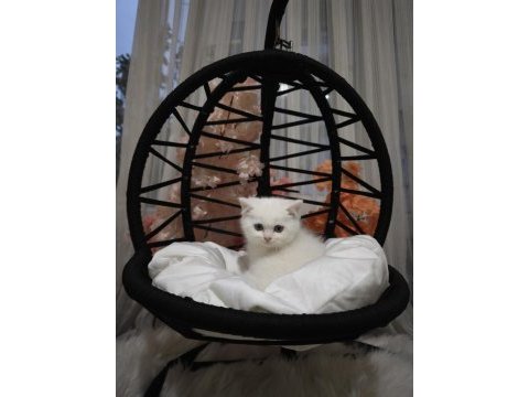 Kar beyaz mavi göz british shorthair erkek yavrularımız