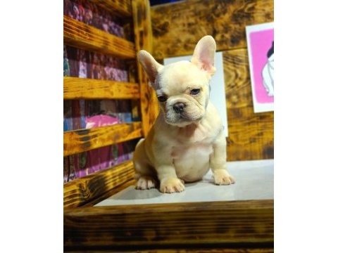 Egzotik renk french bulldog bebeklerimiz