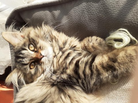 British longhair paşamıza eş arıyoruz